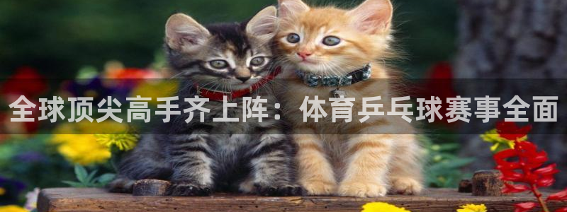 全球顶尖高手齐上阵：体育乒乓球赛事全面